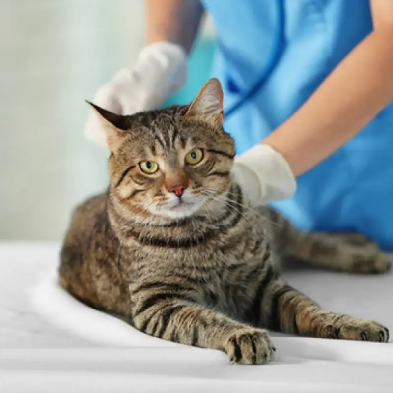 endocrinologia para animais