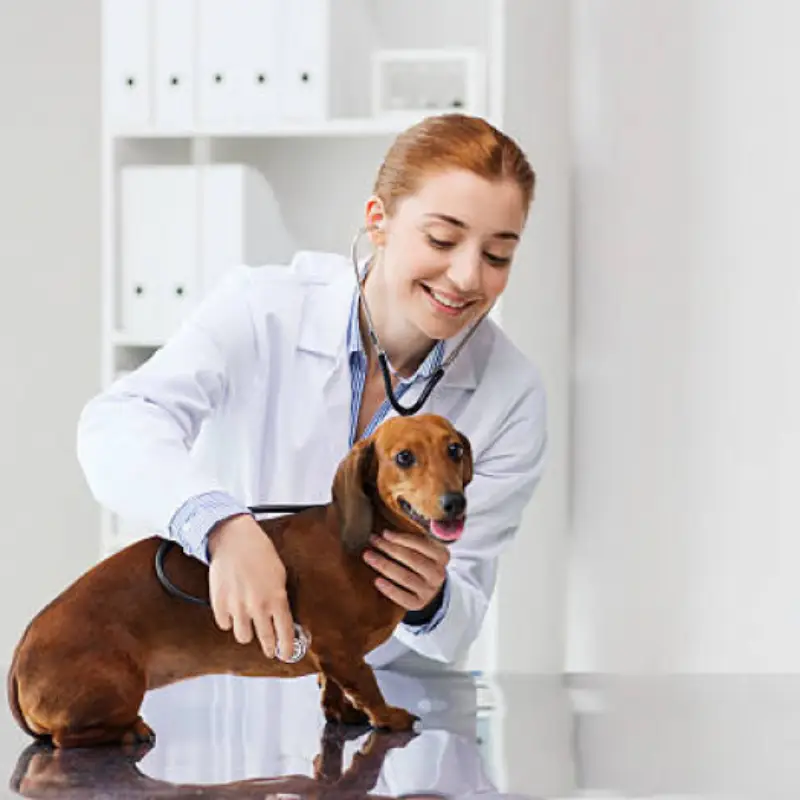Clínica Veterinária Mais Próxima Contato Pompeia