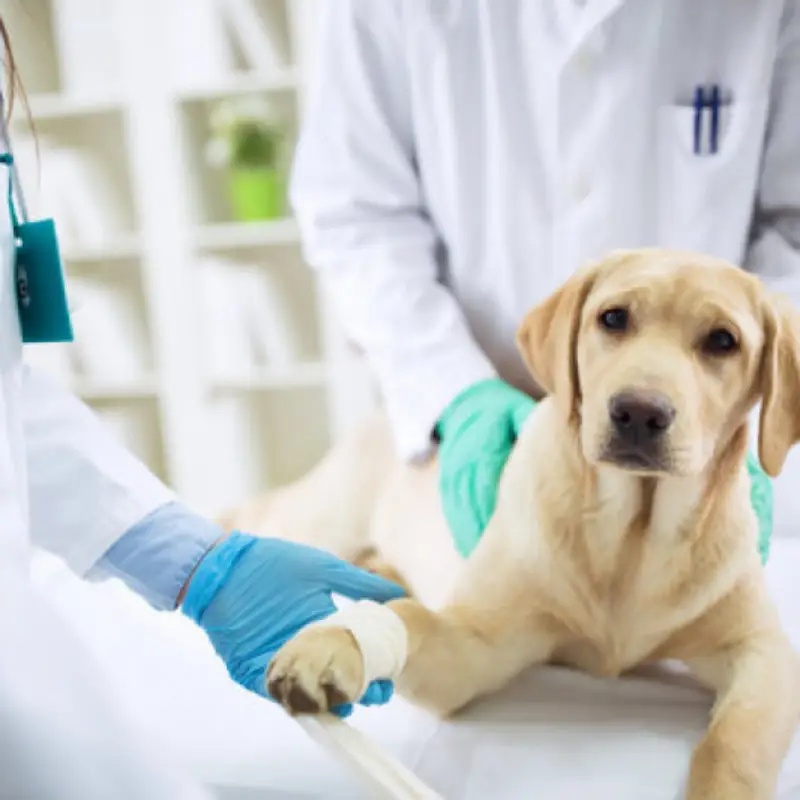 exame de sangue cachorro