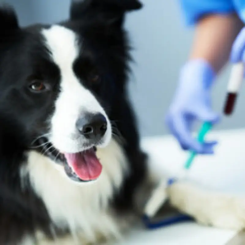 exame de sangue em cachorro