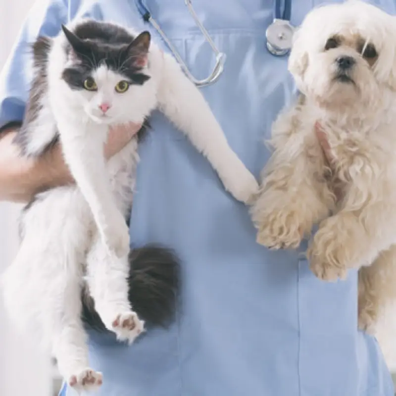 exames em gatos