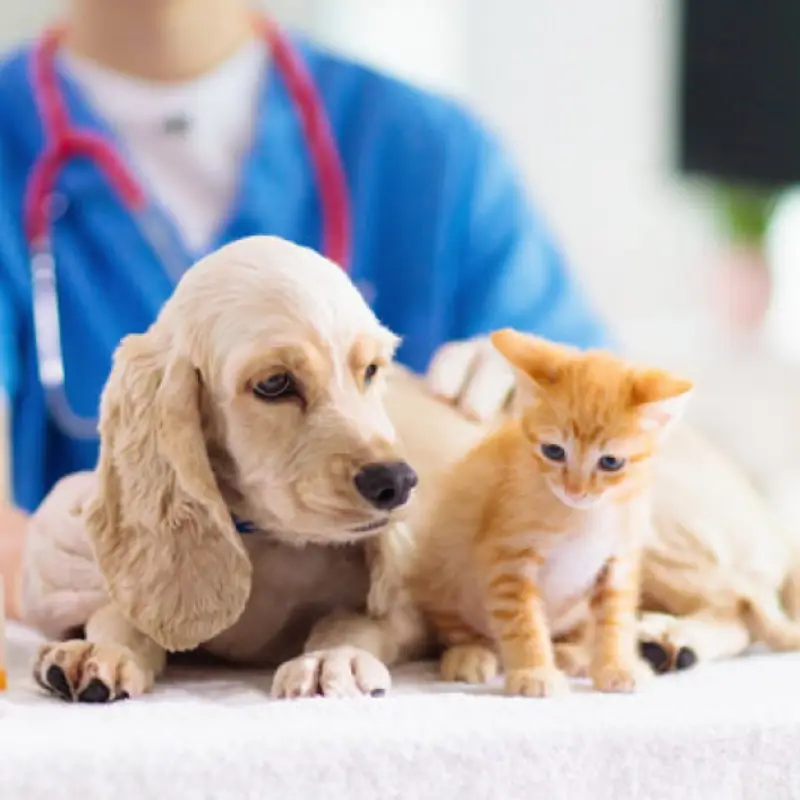 gastroenterologia veterinária