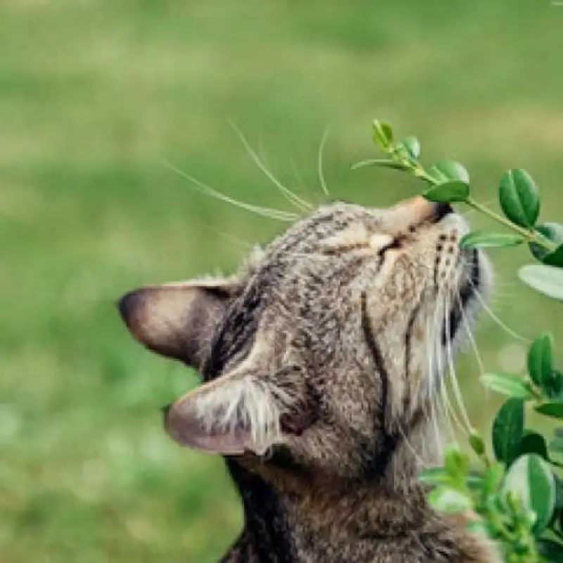 homeopatia para alergia a gatos
