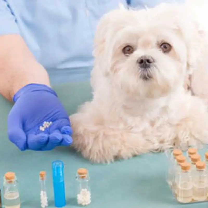 homeopatia para ansiedade cachorro