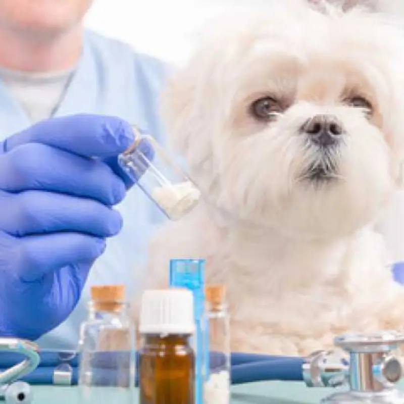homeopatia para cachorro barra funda