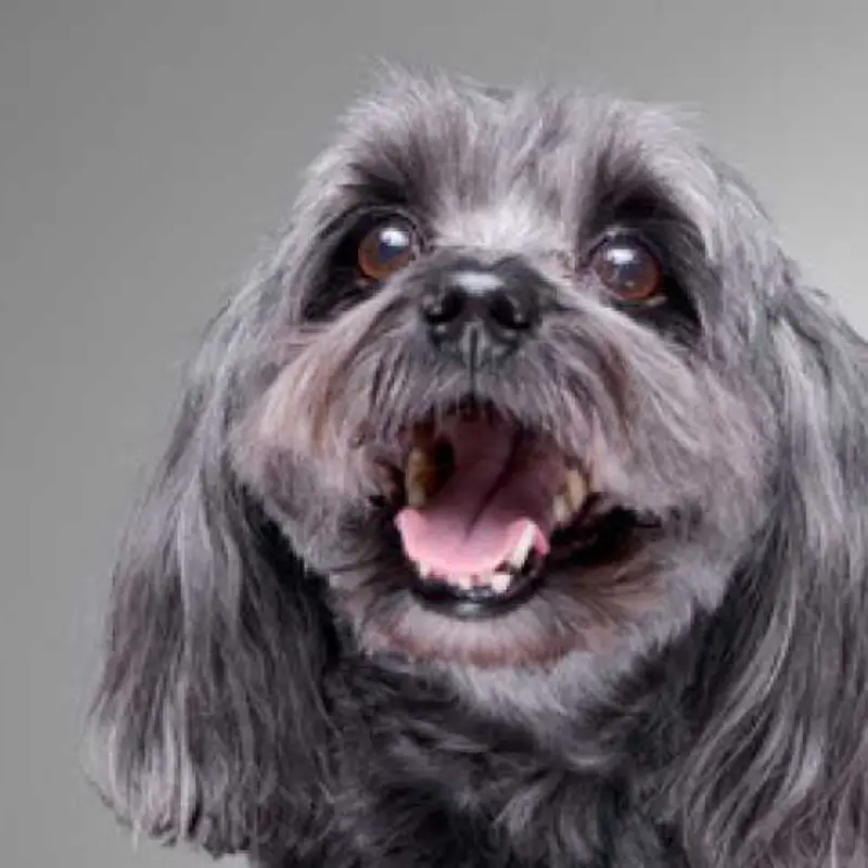 homeopatia para cachorro bom retiro