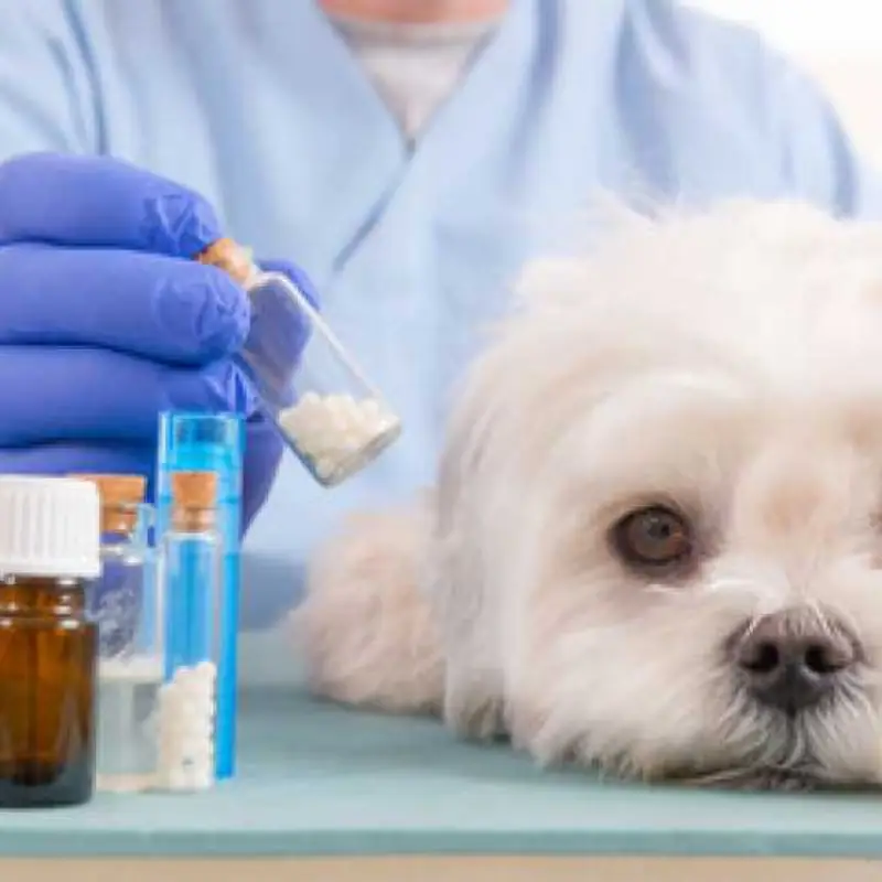 homeopatia para cachorro