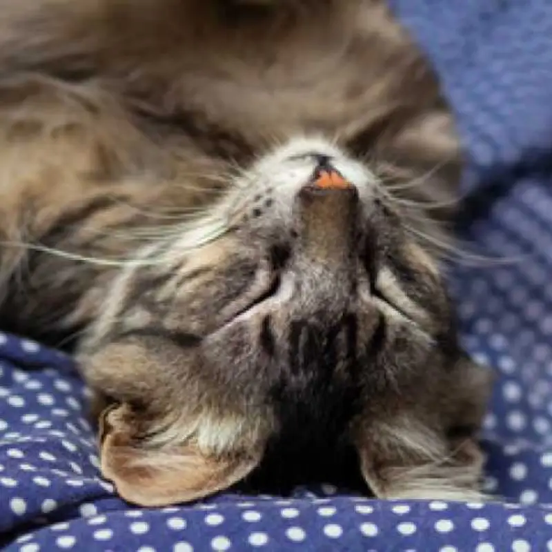 homeopatia para cães ansiosos