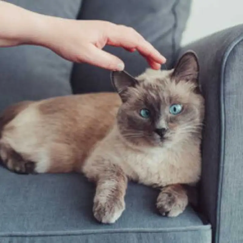 homeopatia para gripe em gatos
