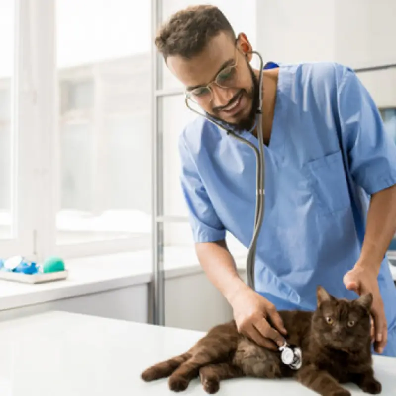 hospital veterinário para gatos