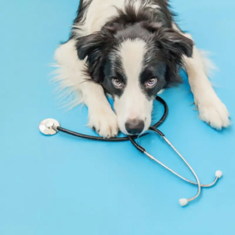 hospital veterinário perto de mim