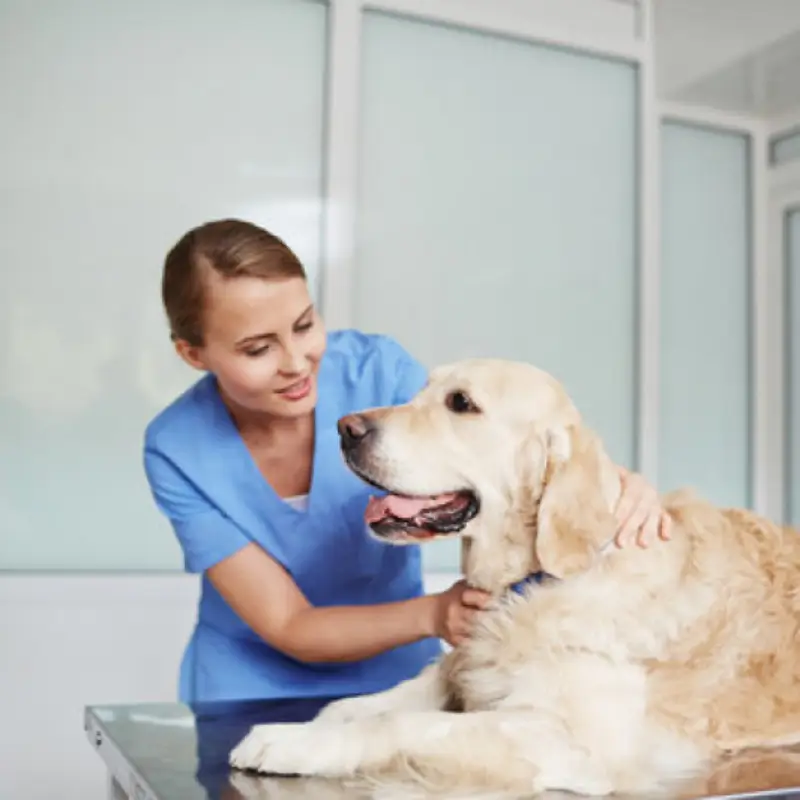 hospital veterinário próximo a mim