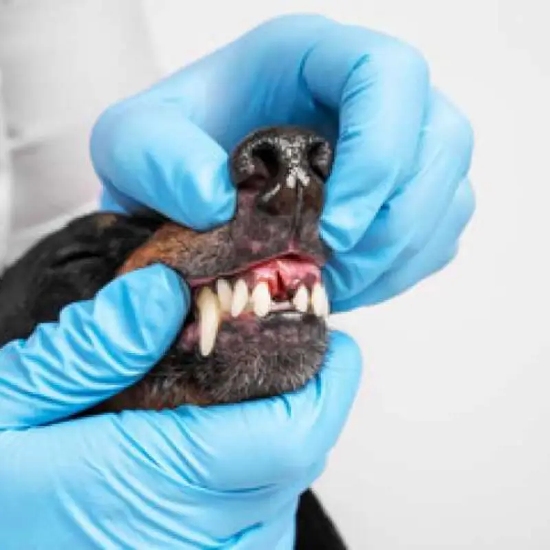 limpeza de tártaro cachorro