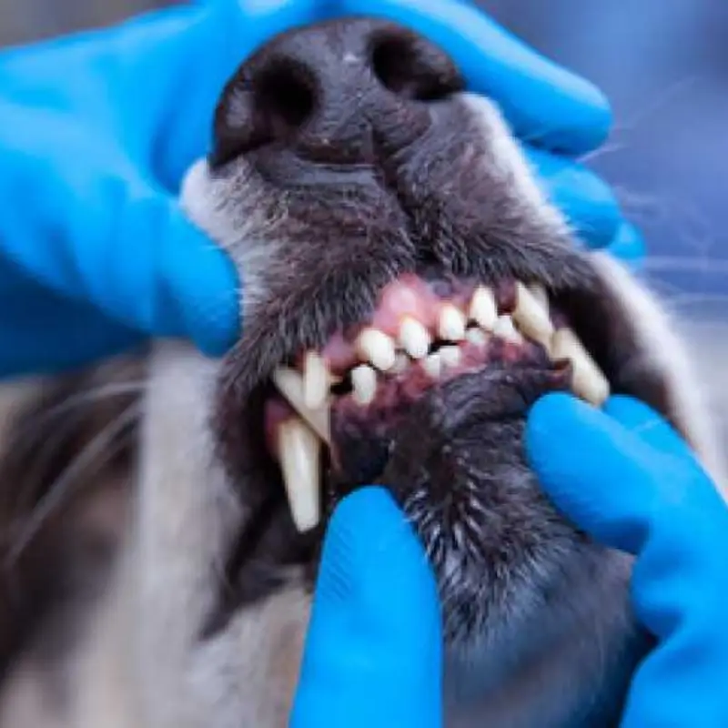 limpeza de tártaro canina