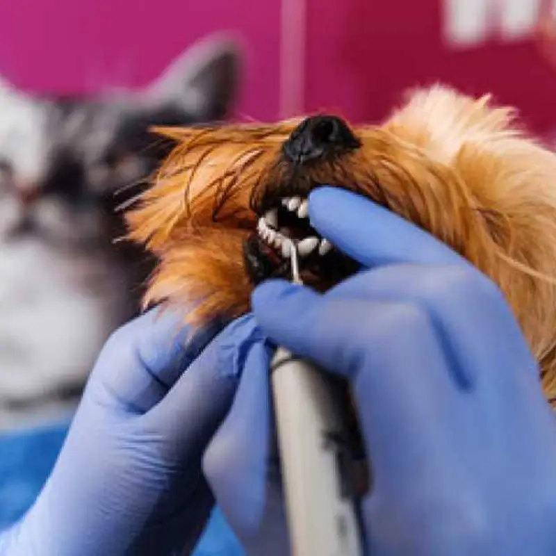limpeza de tártaro de cães e gatos