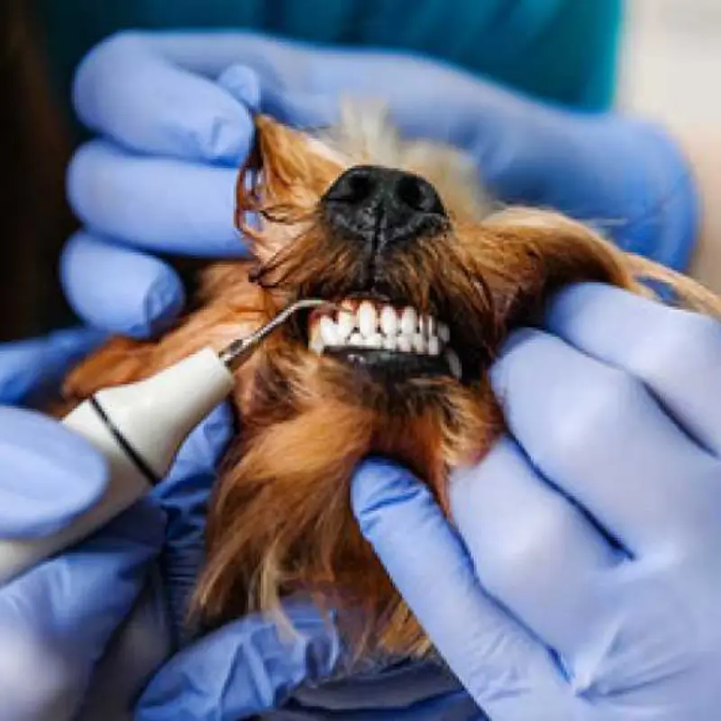 limpeza de tártaro em cachorros