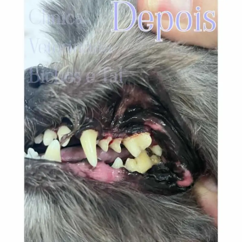 limpeza de tártaro em cães
