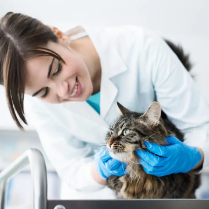 nefrologia veterinaria