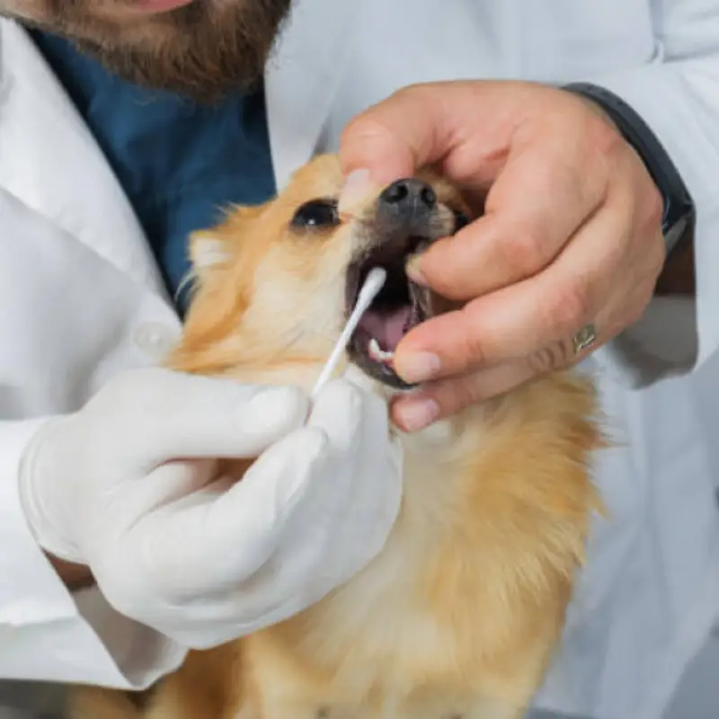 odontologia veterinária