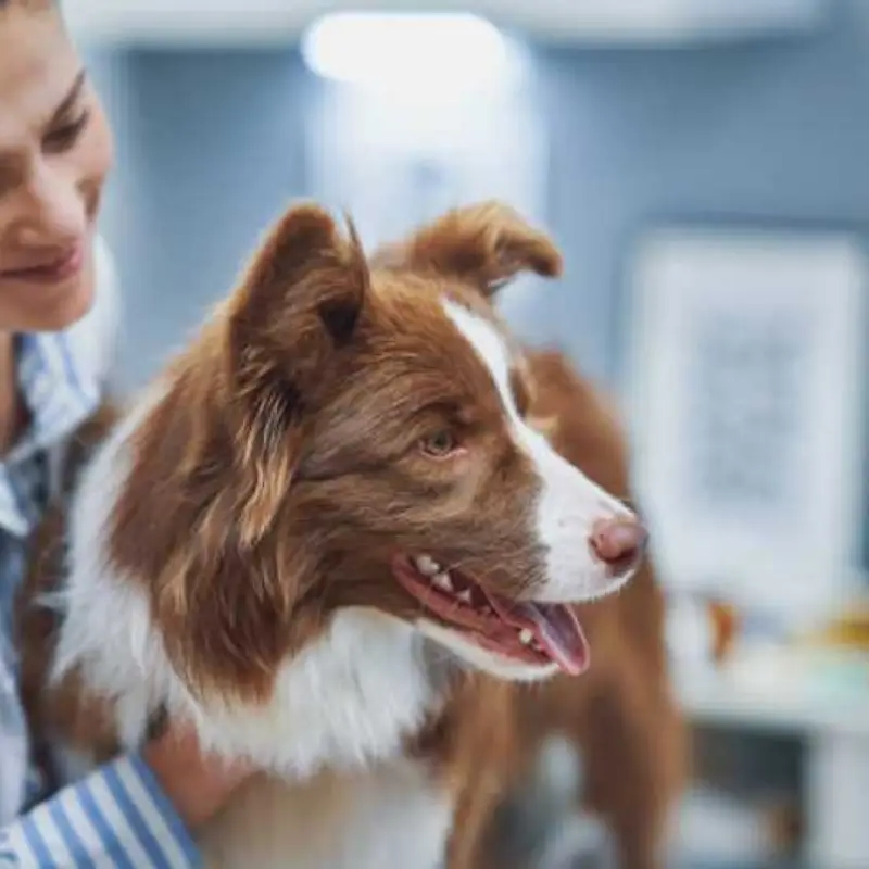 veterinário ozônio