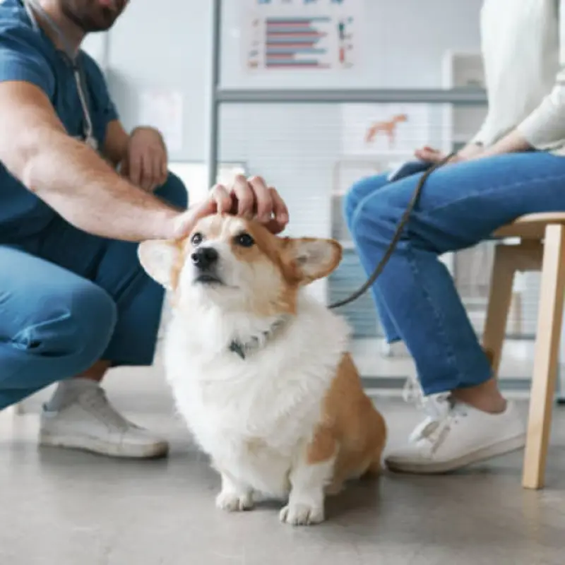 clínica veterinaria exame de sangue