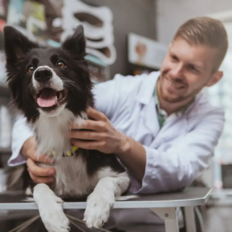 veterinário gastroenterologista