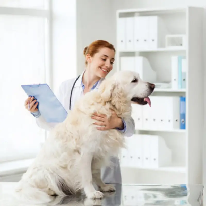ozonioterapia cães