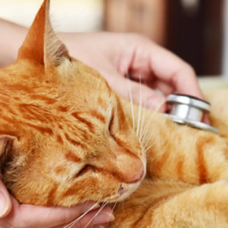 ozonioterapia em animais