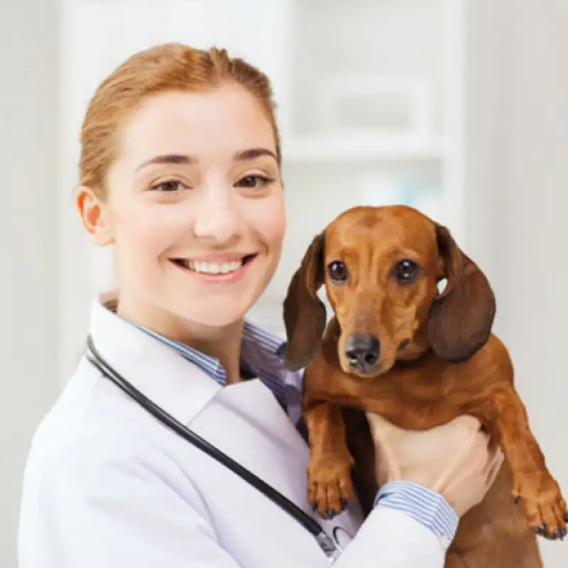 ozonioterapia em cachorros