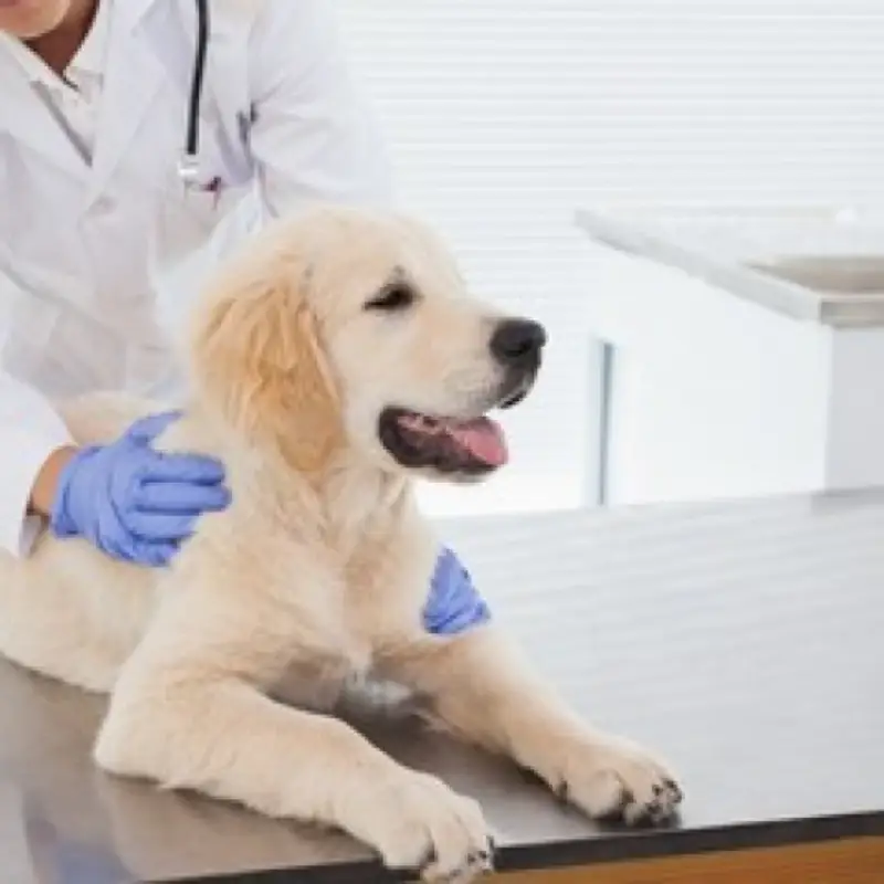 ozonioterapia em cães castrados
