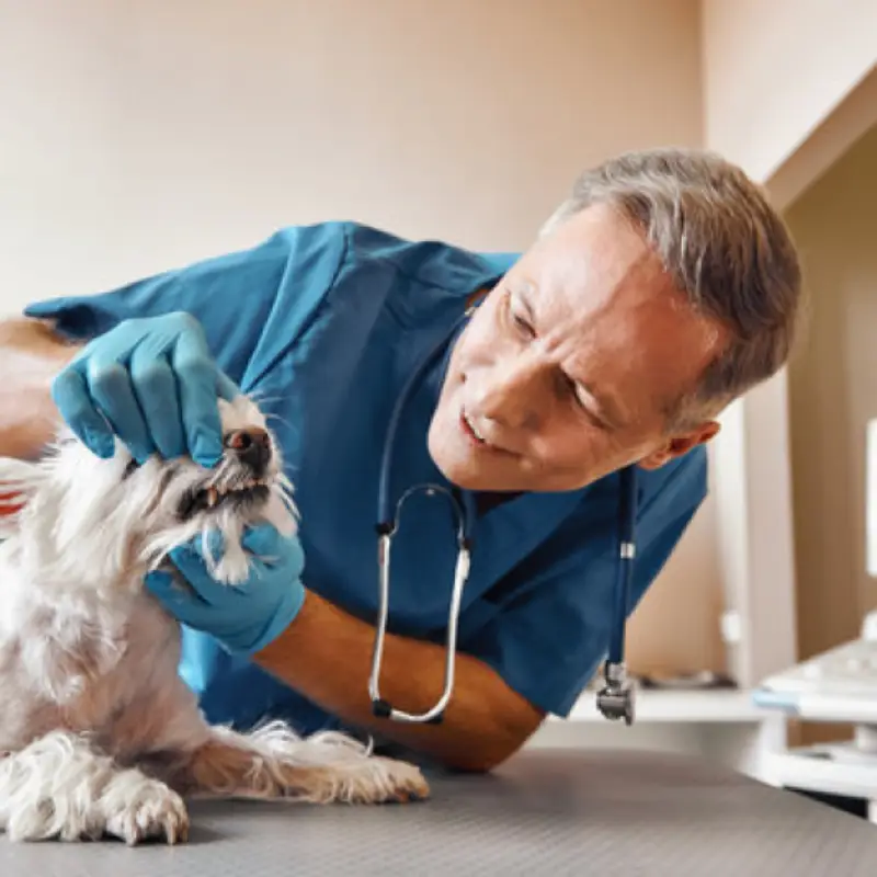 ozonioterapia medicina veterinária