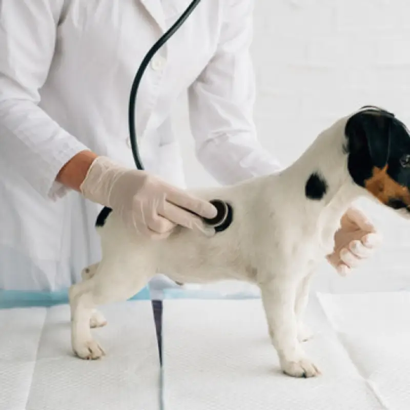 ozonioterapia veterinário