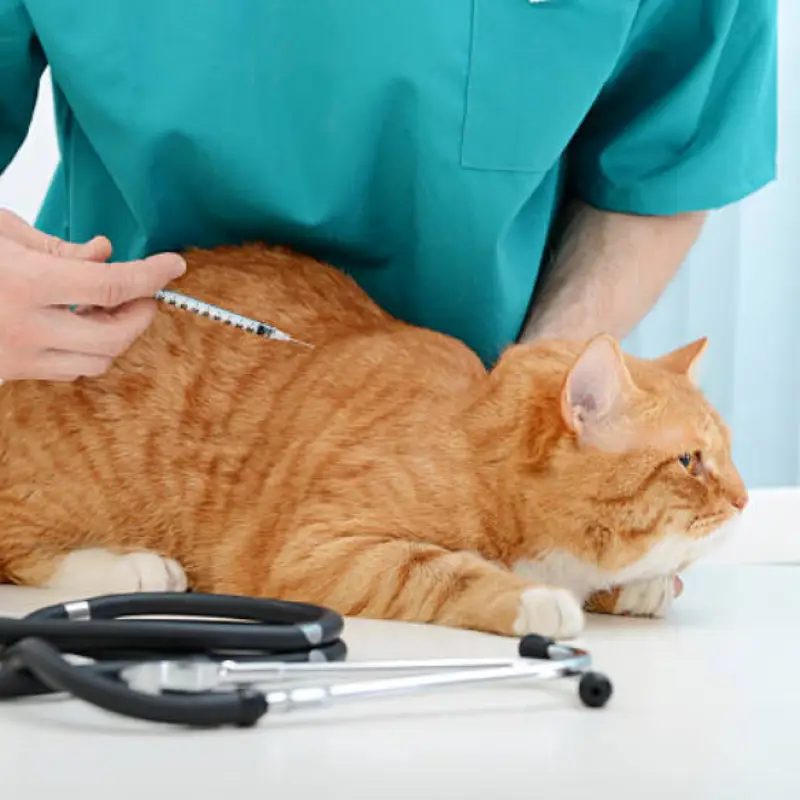 teste fiv felv em filhotes de gatos