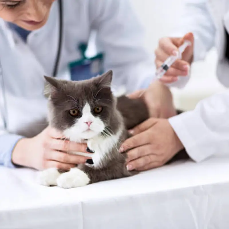 teste fiv felv gatos perto de mim