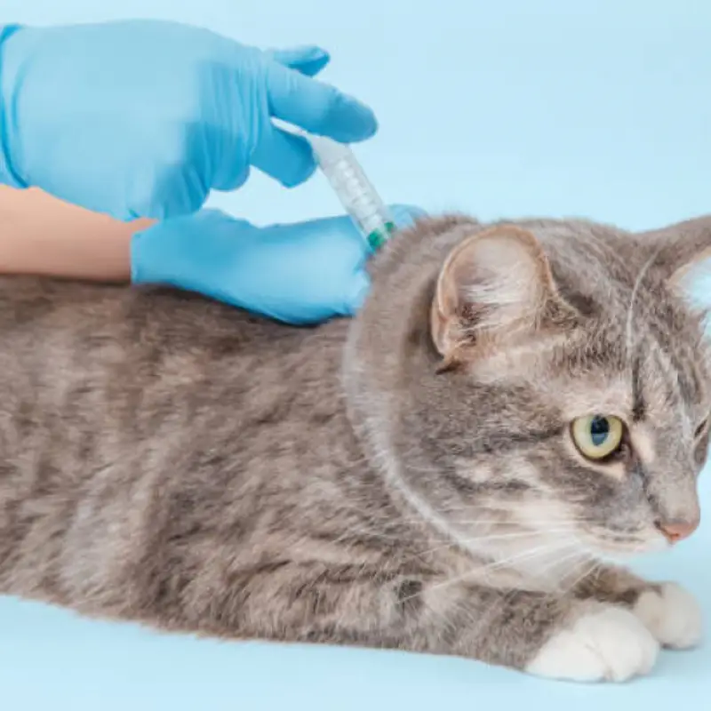 teste rápido fiv e felv e confiável