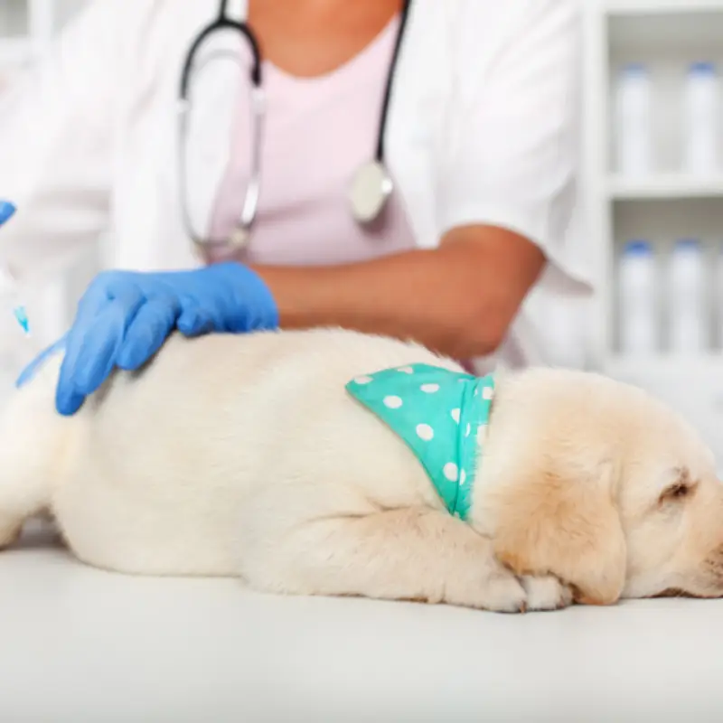 vacina antirrábica cachorro