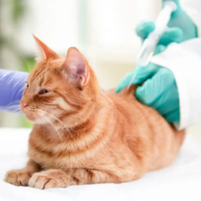 vacina antirrábica gato