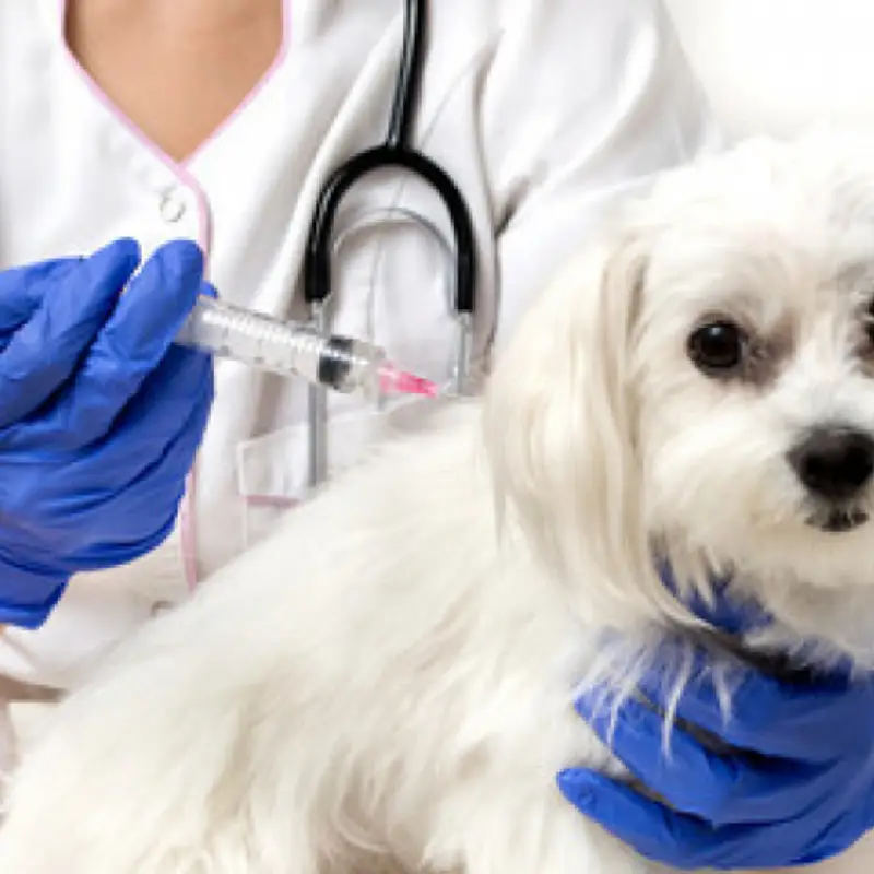 vacina antirrábica para cachorro barra funda