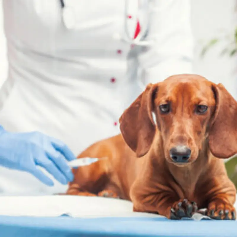 vacina antirrábica para cachorro bom retiro