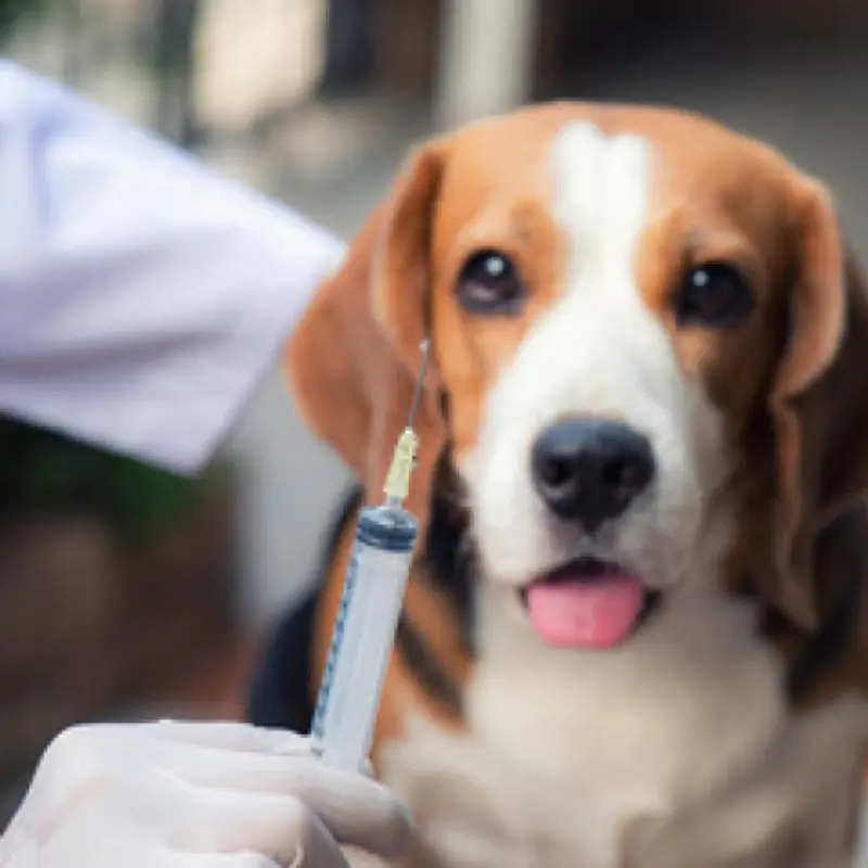 vacina antirrábica para cachorro
