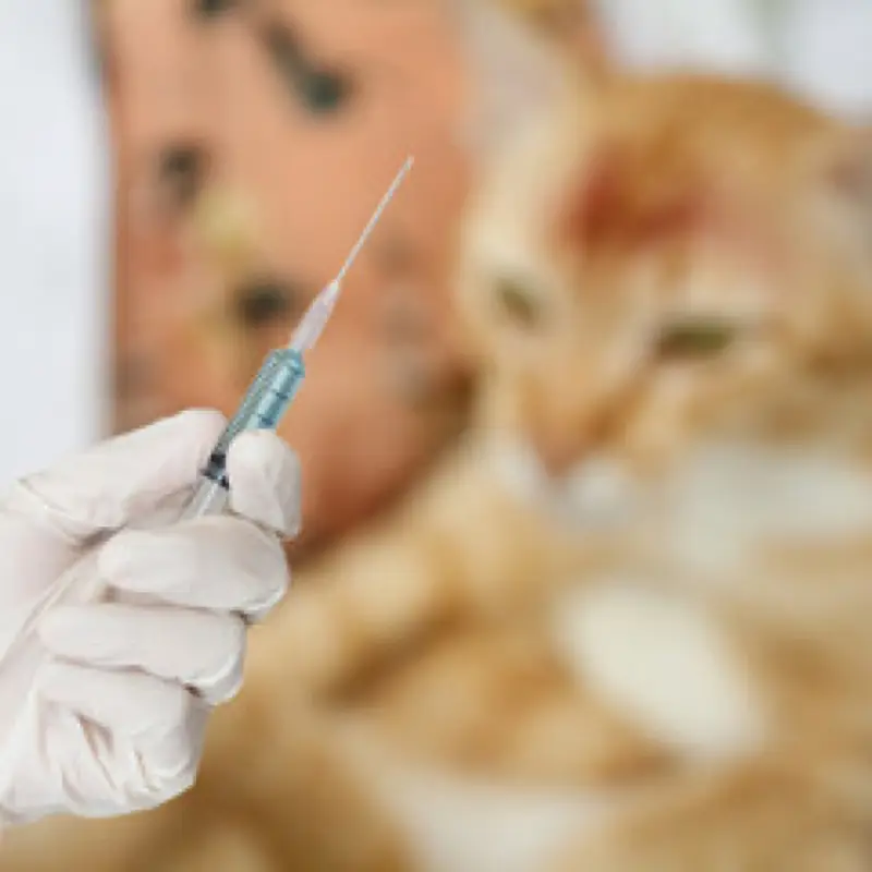 vacina antirrábica para gato