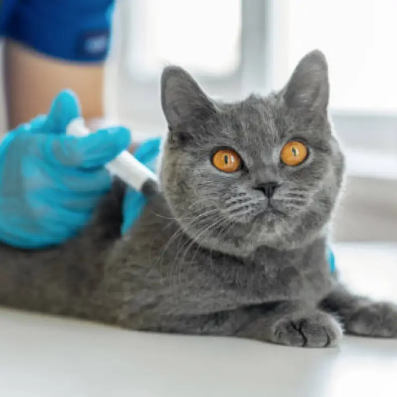 vacina antirrábica para gatos