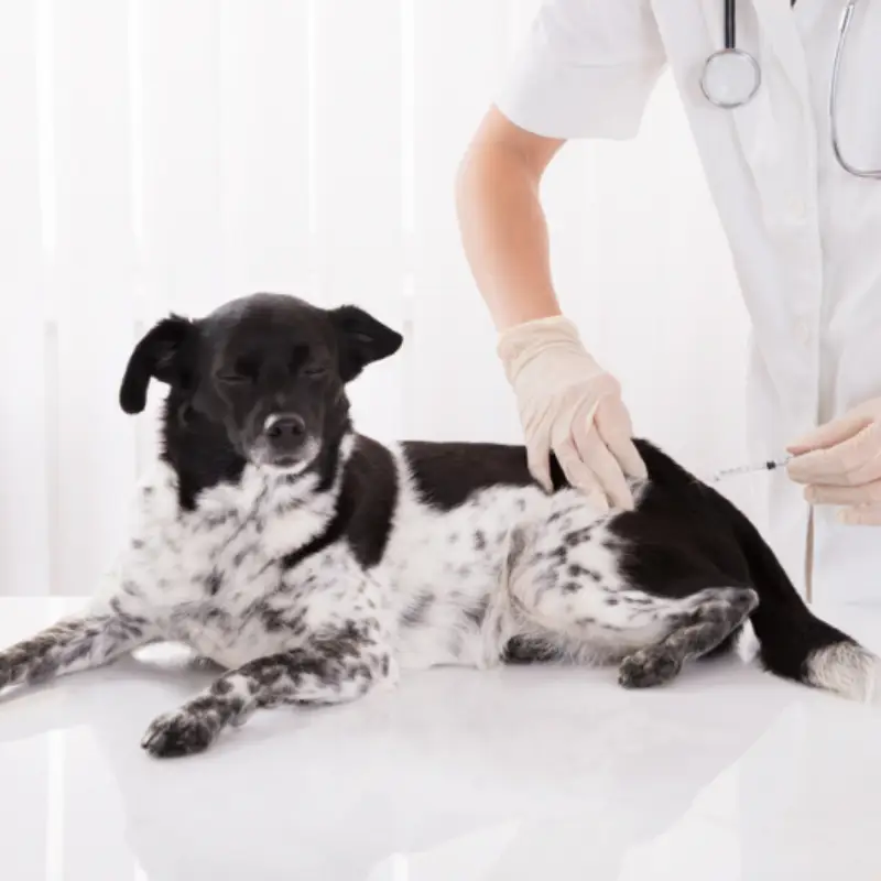 vacina contra raiva cachorro