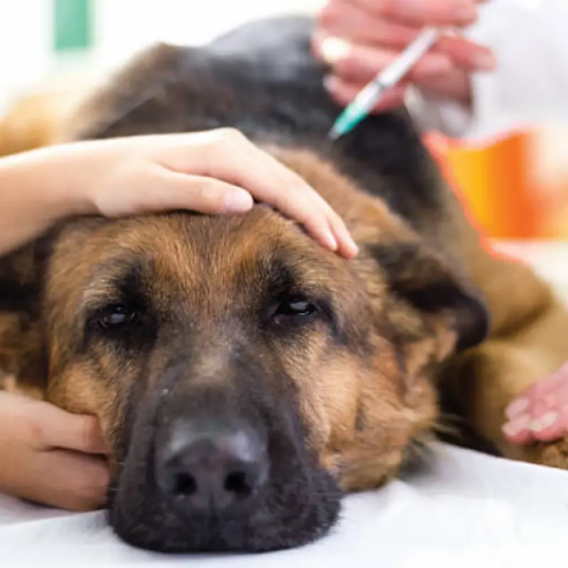 vacina contra raiva em cachorro