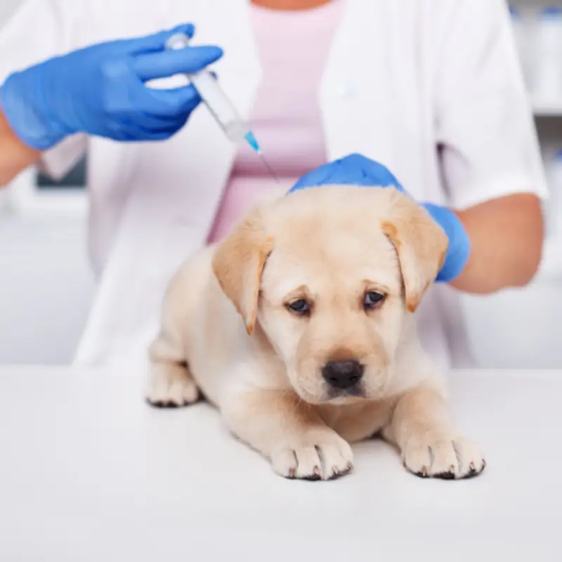 vacina contra raiva para cachorro
