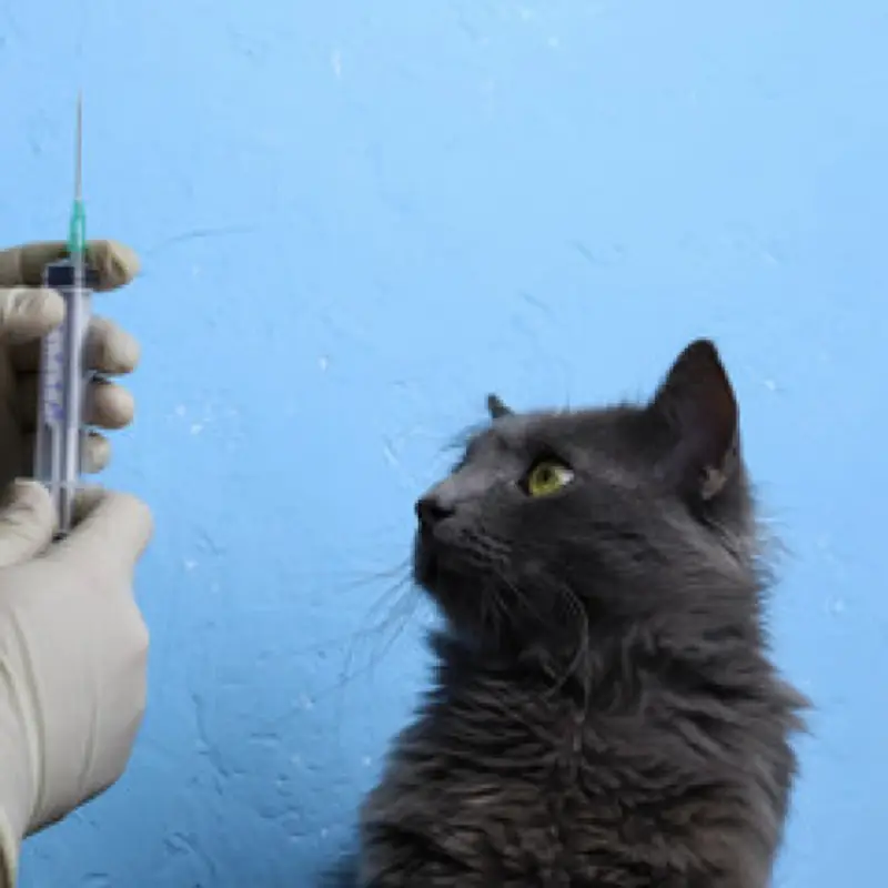 vacina contra raiva para gato