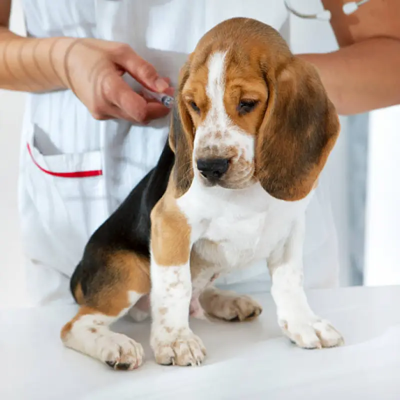 vacina da raiva para cachorros