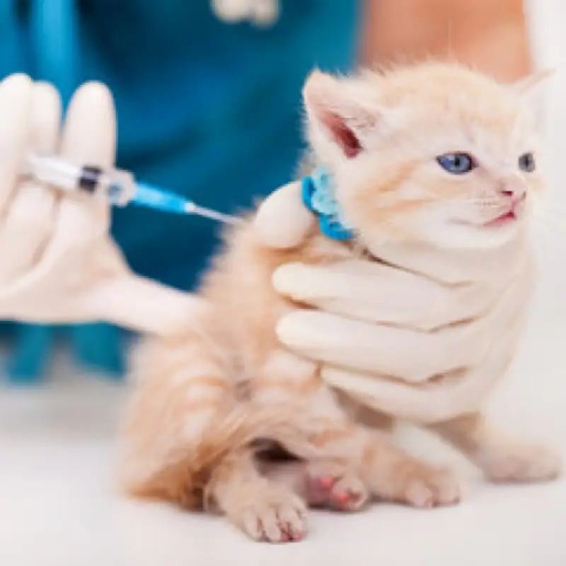 vacina da raiva para gato