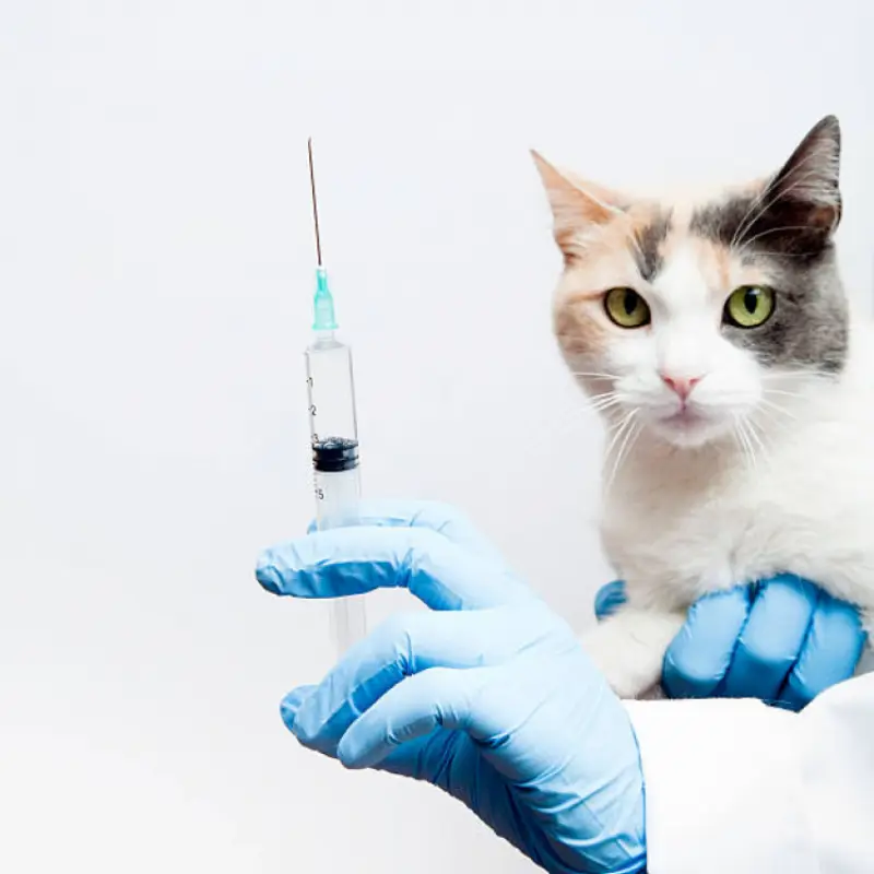 vacina da raiva para gatos