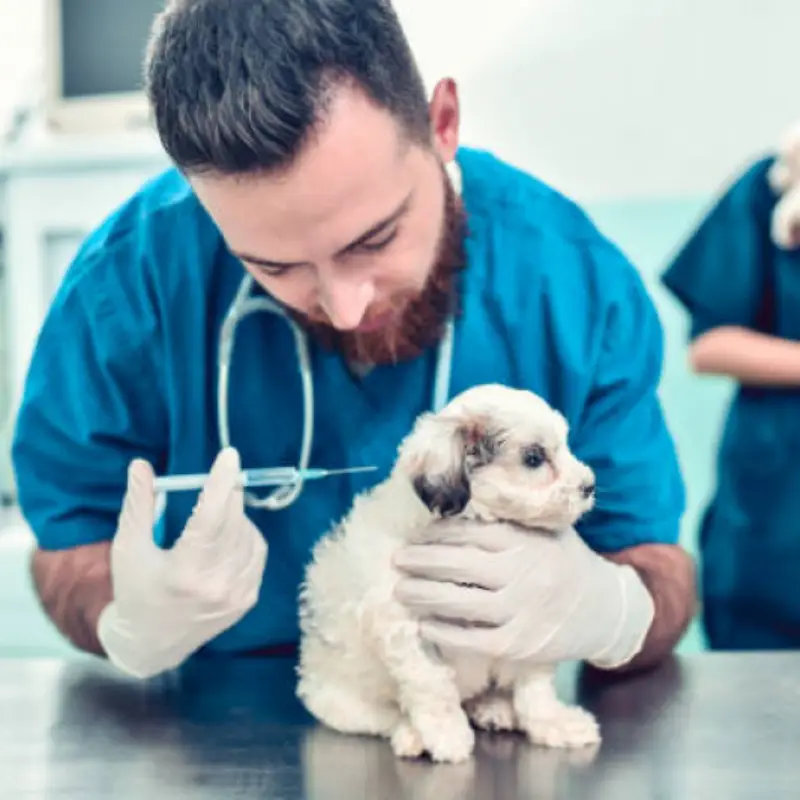 vacina de cachorro
